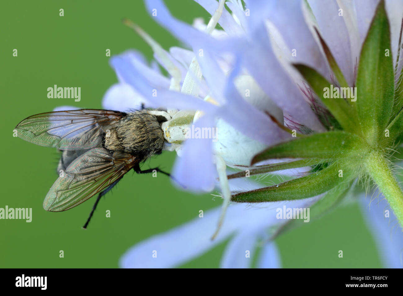 Houghton (Misumena vatia araignée crabe), assis sur un bluebutton avec une proie une mouche, Allemagne Banque D'Images