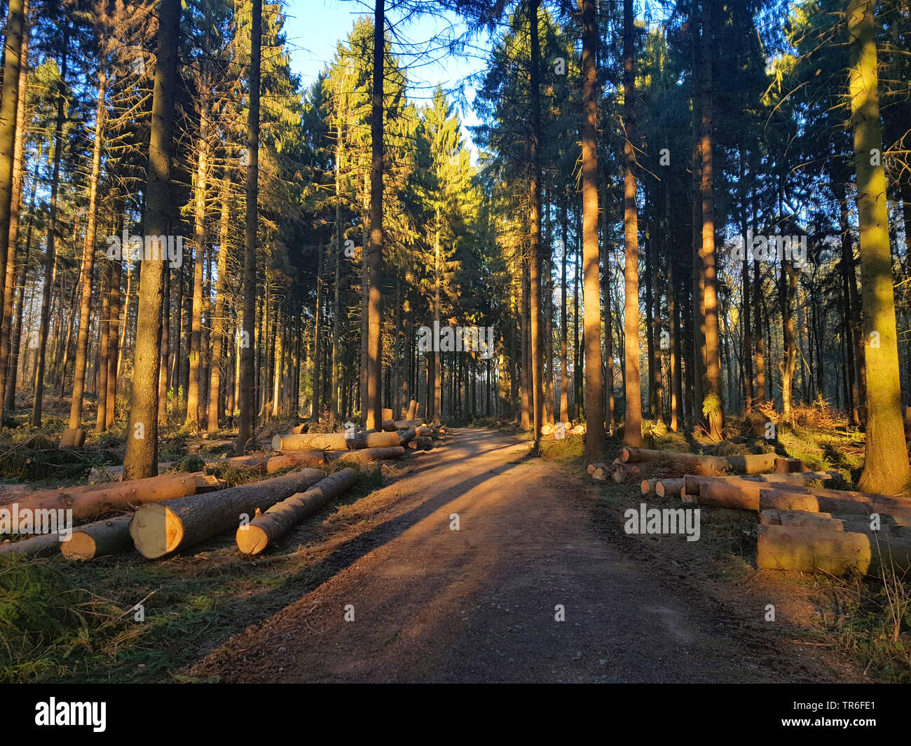 L'épinette de Norvège (Picea abies), arbres abattus après une tempête hivernale, Allemagne, Rhénanie du Nord-Westphalie Banque D'Images