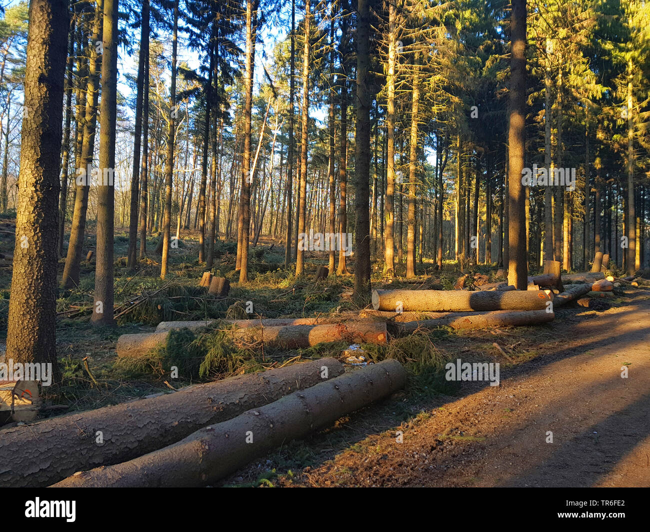 L'épinette de Norvège (Picea abies), arbres abattus après une tempête hivernale, Allemagne, Rhénanie du Nord-Westphalie Banque D'Images