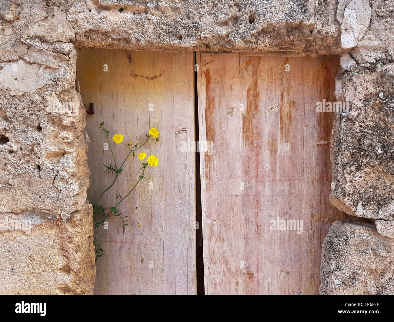 La porte en bois dans une maison en pierre de fleurs de chardon, Espagne, Îles Baléares, Majorque Banque D'Images