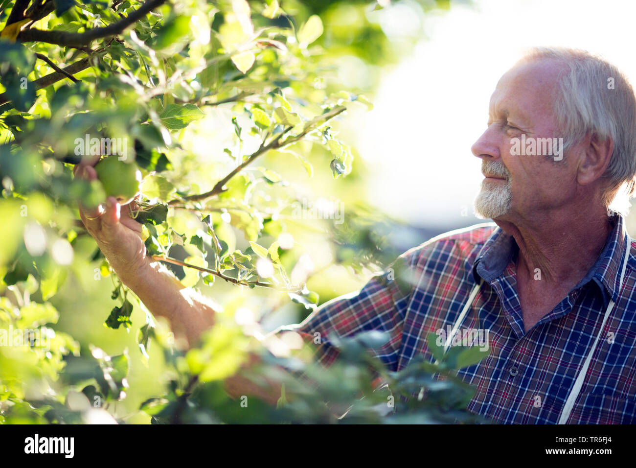 Les cadres supérieurs à la recherche à une pomme sur l'arbre, Allemagne Banque D'Images