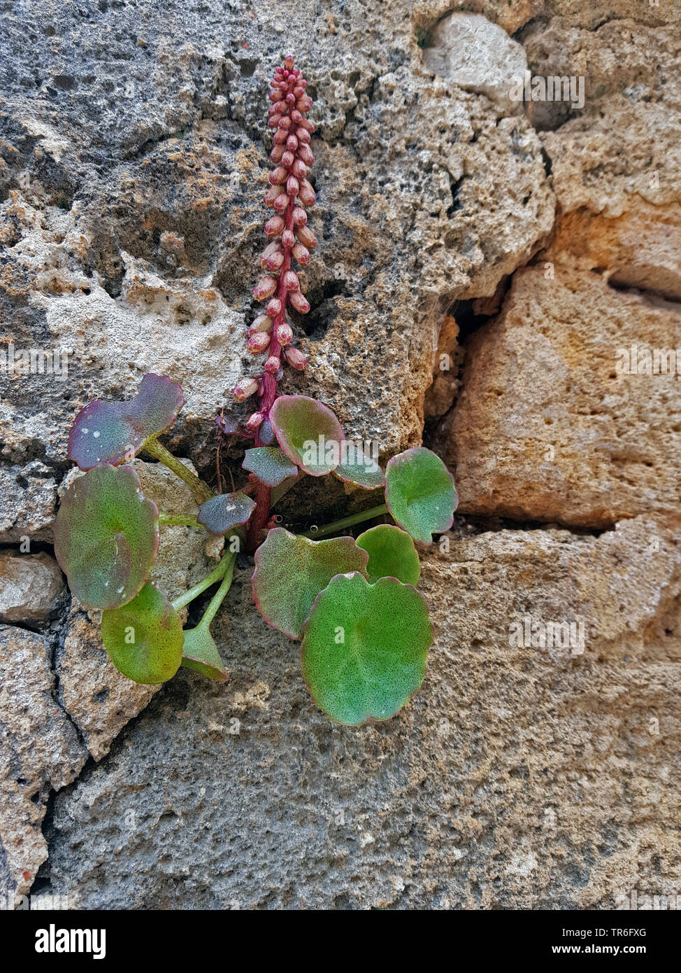 Ombelle, navelwort (ombilic rupestris), poussant dans un mur de pierre, l'Espagne, Îles Baléares, Majorque Banque D'Images