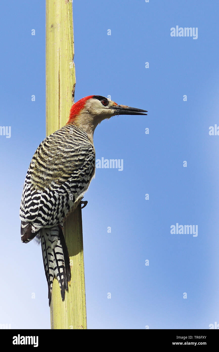 Grand Pic à ventre roux (Melanerpes superciliaris), homme assis à un arbre, de Cuba, de Najasa Banque D'Images