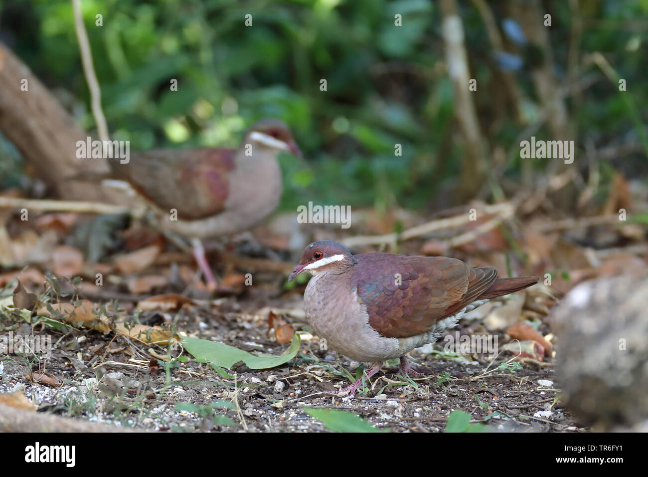 Key West (Geotrygon chrysia Colombe de caille), assis sur le sol, Cuba, Cayo Coco Banque D'Images