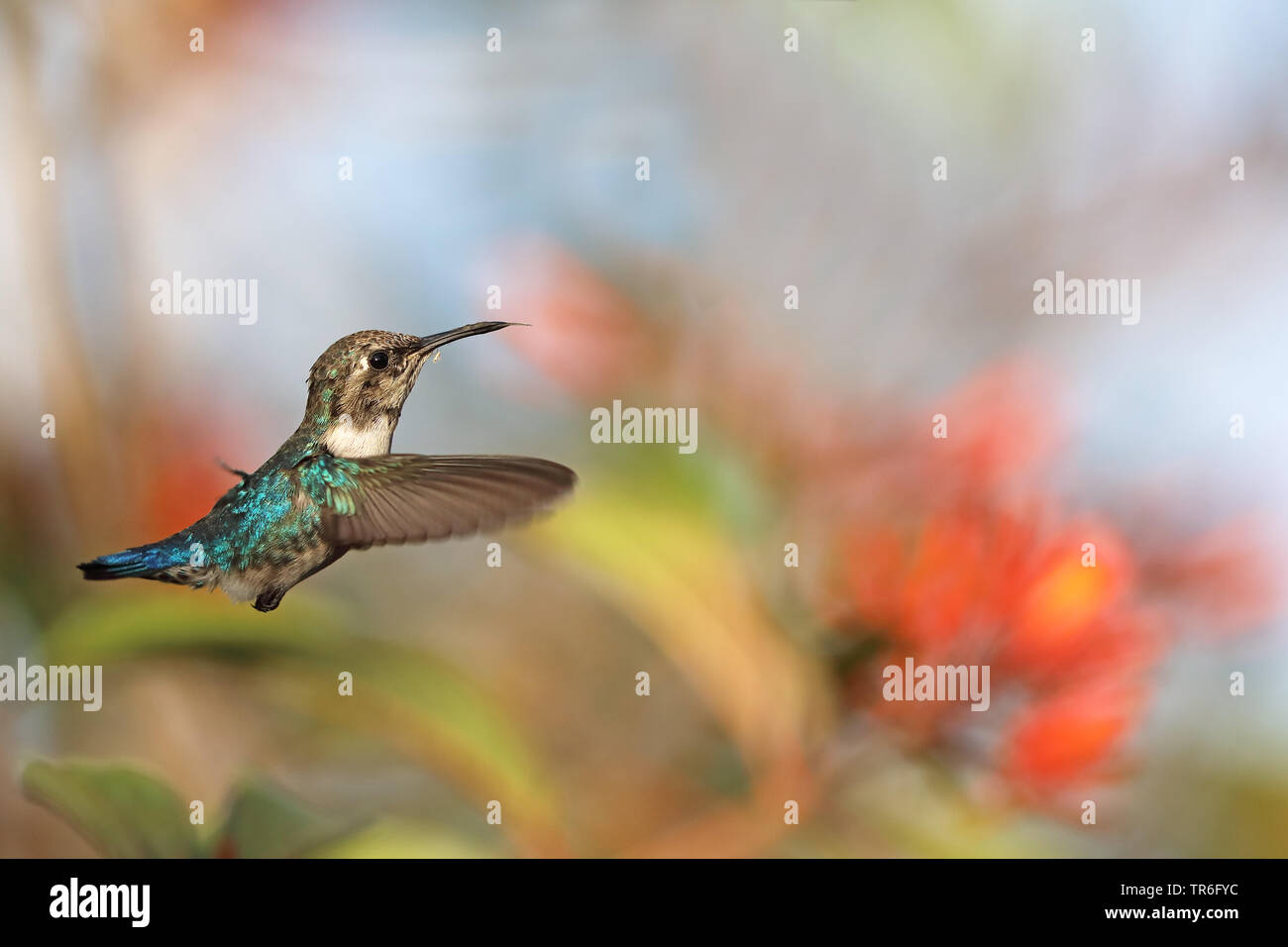 Colibri d'(Mellisuga helenae, Calypte helenae), femme planant, Cuba, Zapata National Park Banque D'Images