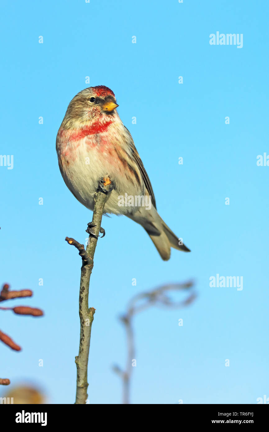Sizerin flammé, Carduelis flammea Sizerin flammé (Acanthis flammea),, sur un aulne, Pays-Bas, Gueldre Banque D'Images