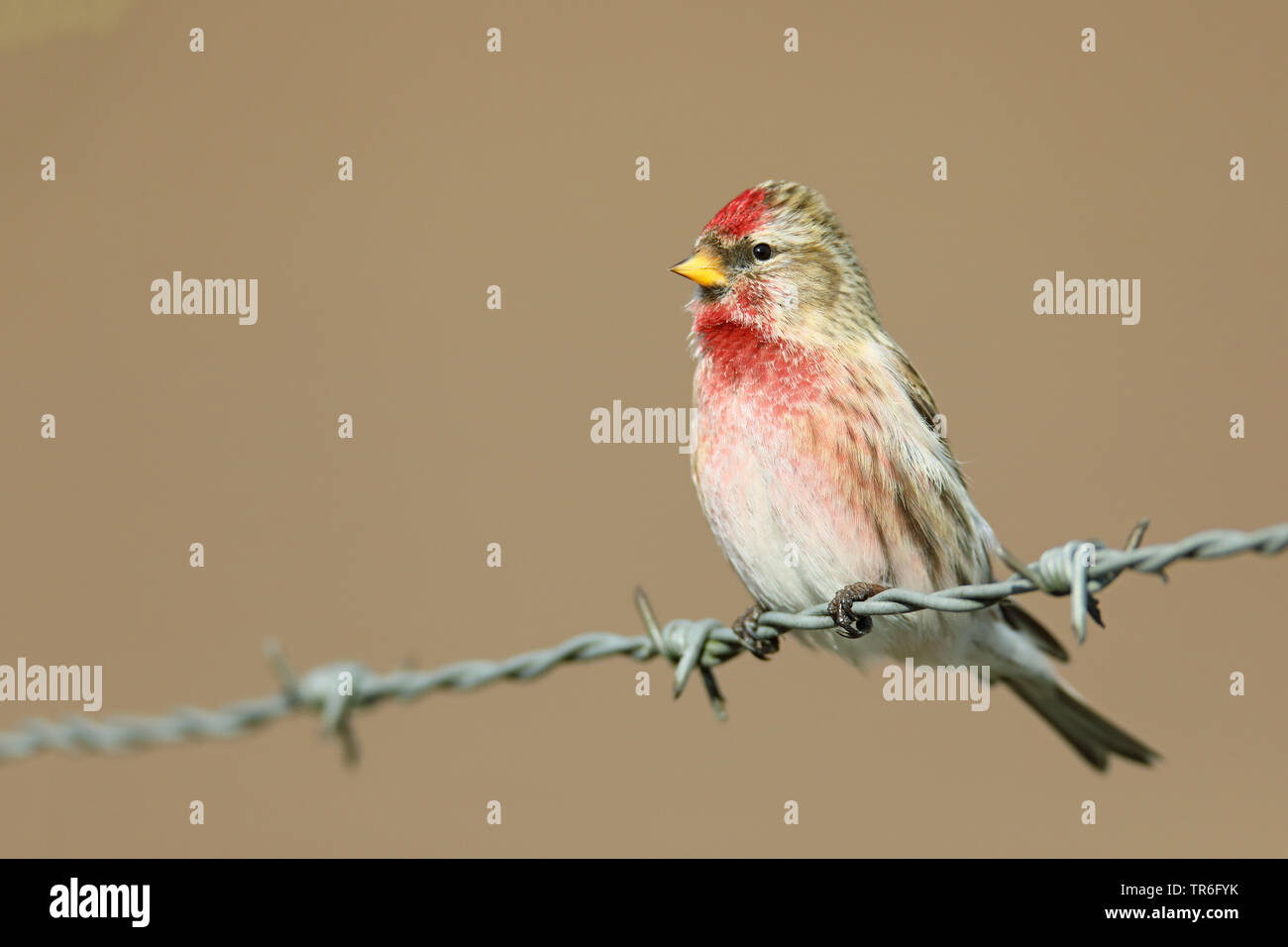Sizerin flammé, Carduelis flammea Sizerin flammé (Acanthis flammea),, sur un aulne, Pays-Bas, Gueldre Banque D'Images