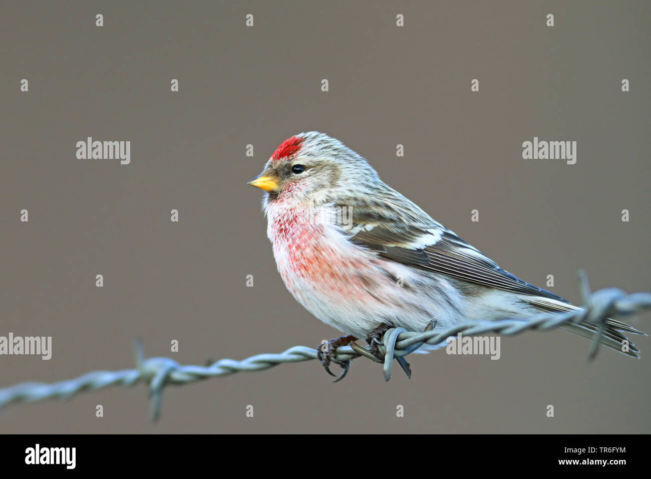 Sizerin flammé, Carduelis flammea Sizerin flammé (Acanthis flammea),, sur un aulne, Pays-Bas, Gueldre Banque D'Images