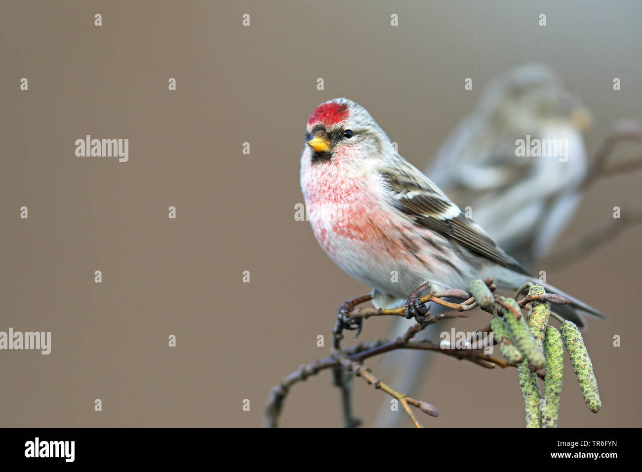 Sizerin flammé, Carduelis flammea Sizerin flammé (Acanthis flammea),, sur un aulne, Pays-Bas, Gueldre Banque D'Images