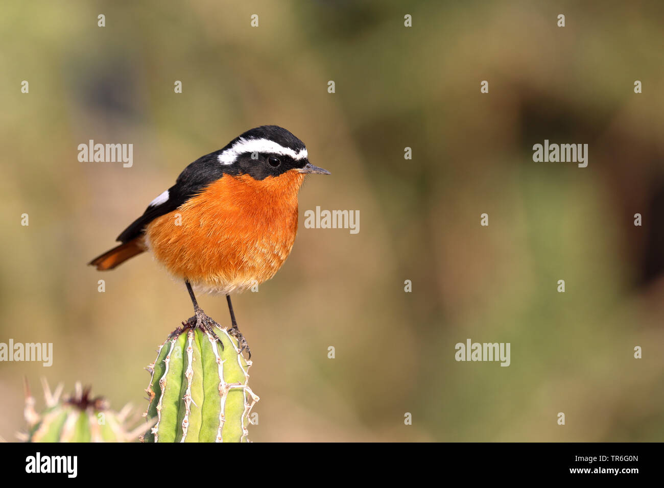 Moussier (Phoenicurus moussieri rougequeue de), homme assis sur un euphorbia, Maroc Banque D'Images