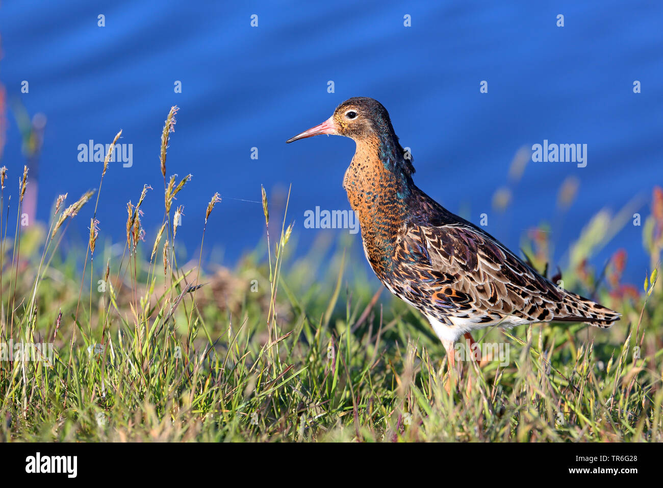 Le Combattant varié (Philomachus pugnax), homme assis dans la prairie, Pays-Bas, Frise Banque D'Images