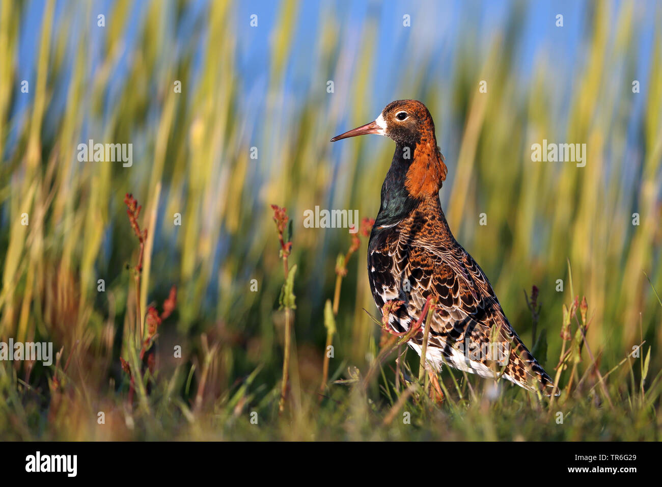 Le Combattant varié (Philomachus pugnax), homme assis dans la prairie, Pays-Bas, Frise Banque D'Images