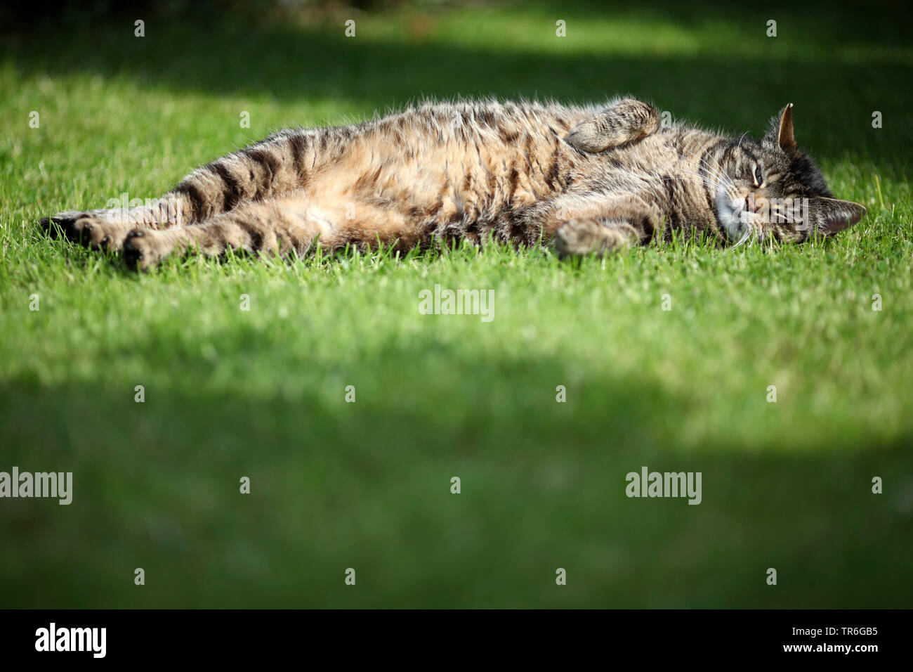 Chat domestique, le chat domestique (Felis silvestris catus) f., dormir sur une pelouse dans un jardin, Allemagne Banque D'Images