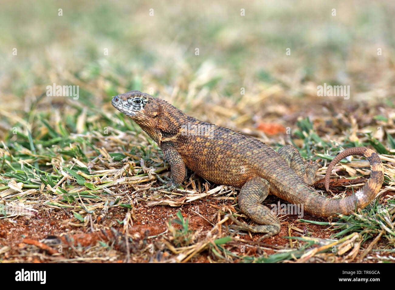 Curlytail cubain Lizard (Leiocephalus cubensis), assis sur le sol, Cuba, Varadero Banque D'Images