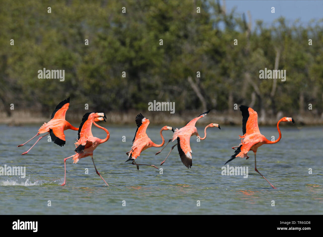 Flamant rose, American flamingo, Caraïbes Flamingo (Phoenicopterus ruber ruber), groupe dans une solution saline, démarrage, Cuba, Zapata National Park Banque D'Images