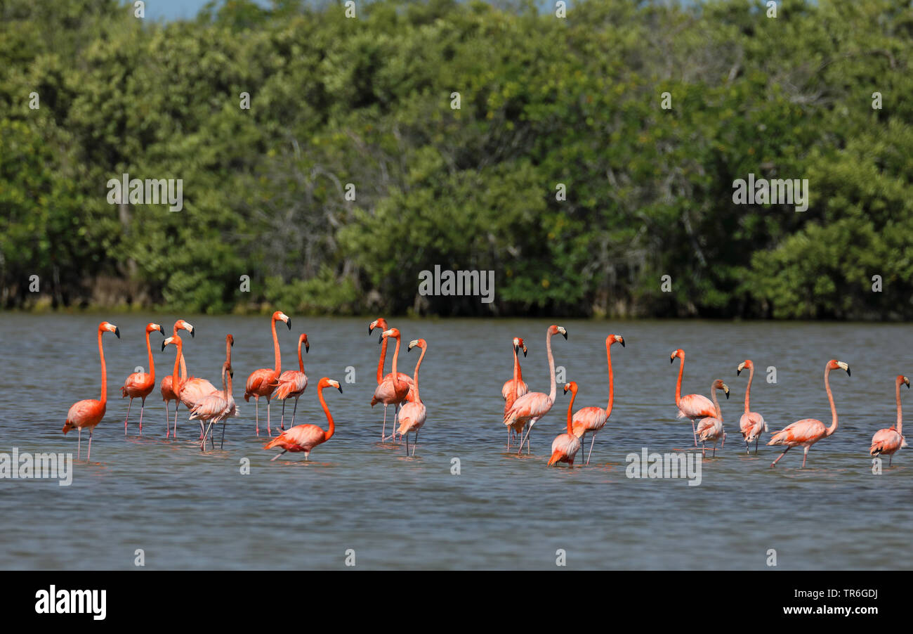 Flamant rose, American flamingo, Caraïbes Flamingo (Phoenicopterus ruber ruber), groupe dans une solution saline, de Cuba, de Zapata National Park Banque D'Images