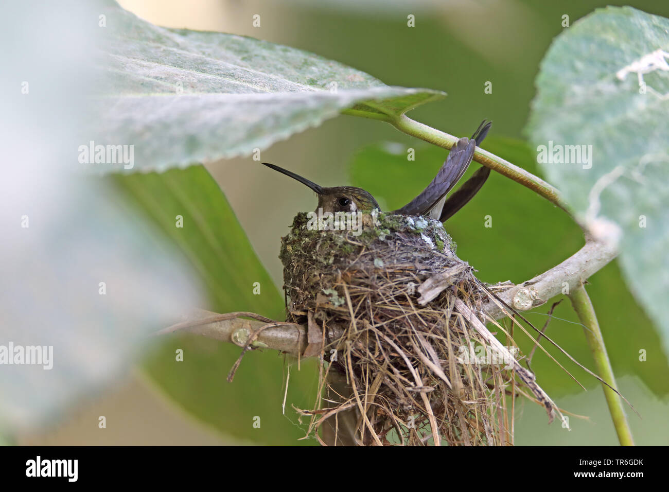 (Chlorostilbon ricordii Cuban emerald), femelle de reproduction, Cuba, Vinales Banque D'Images