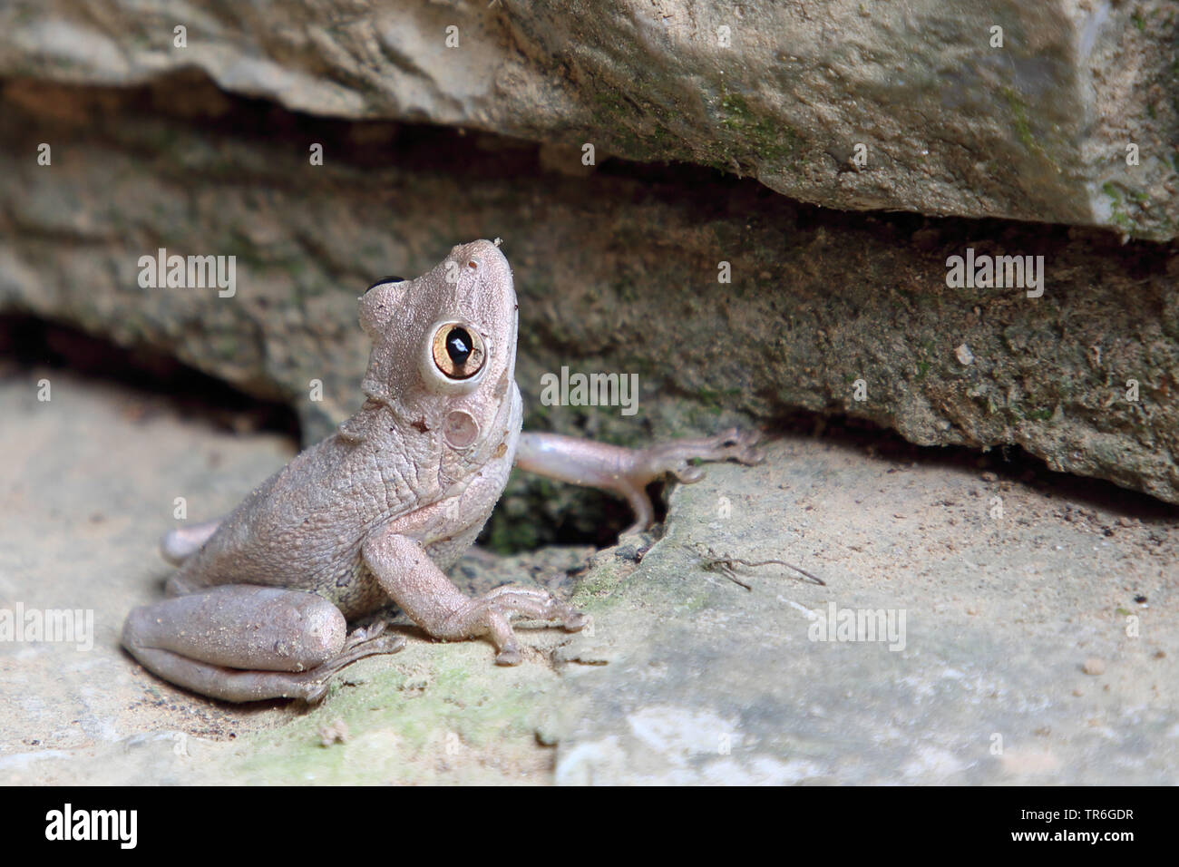 Rainette cubaine, la rainette de Cuba (Osteopilus septentrionalis, Hyla septentrionalis), assis sur un rocher, Cuba, Pinar del Rao Banque D'Images