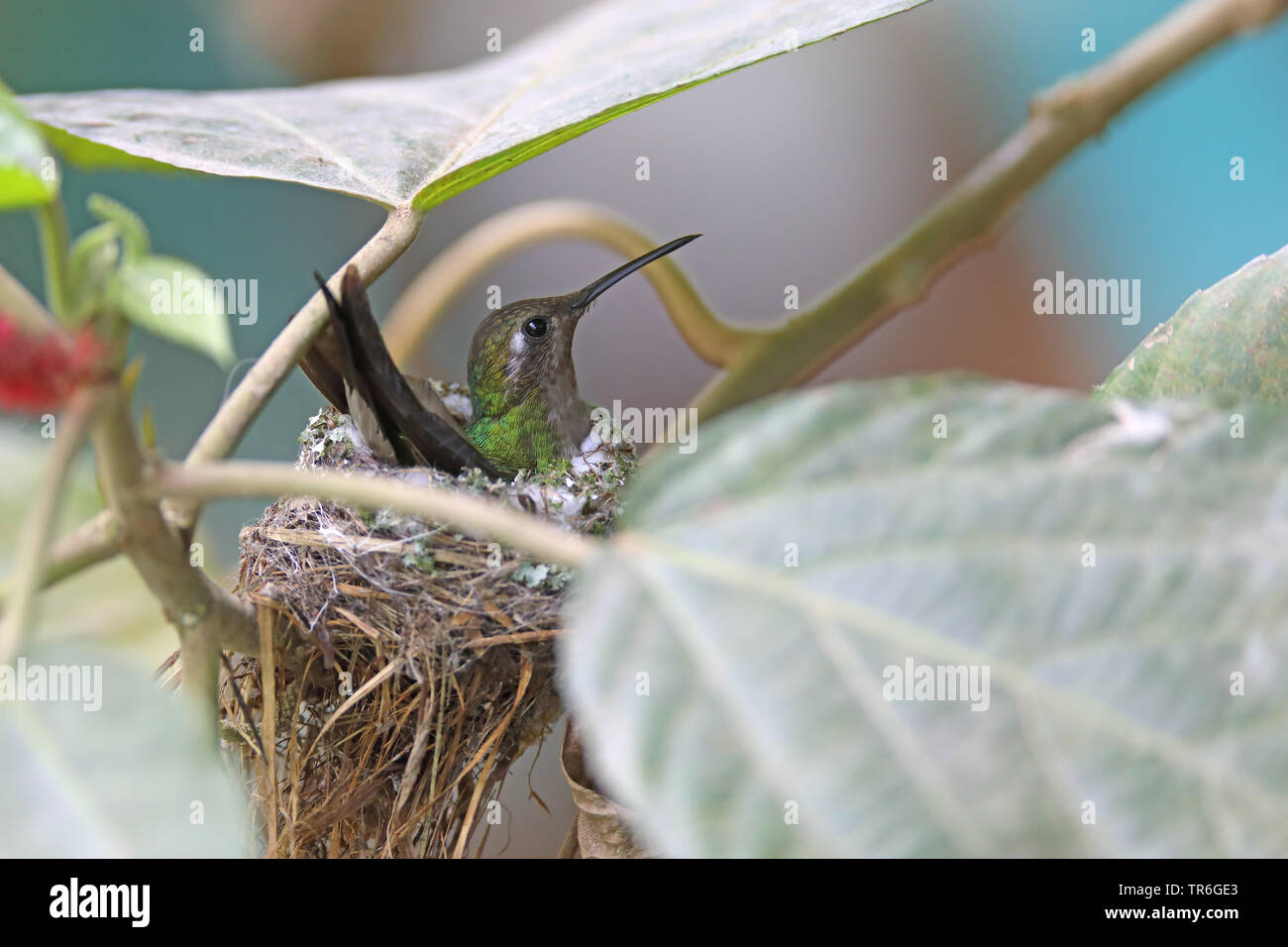 (Chlorostilbon ricordii Cuban emerald), femelle de reproduction, Cuba, Vinales Banque D'Images