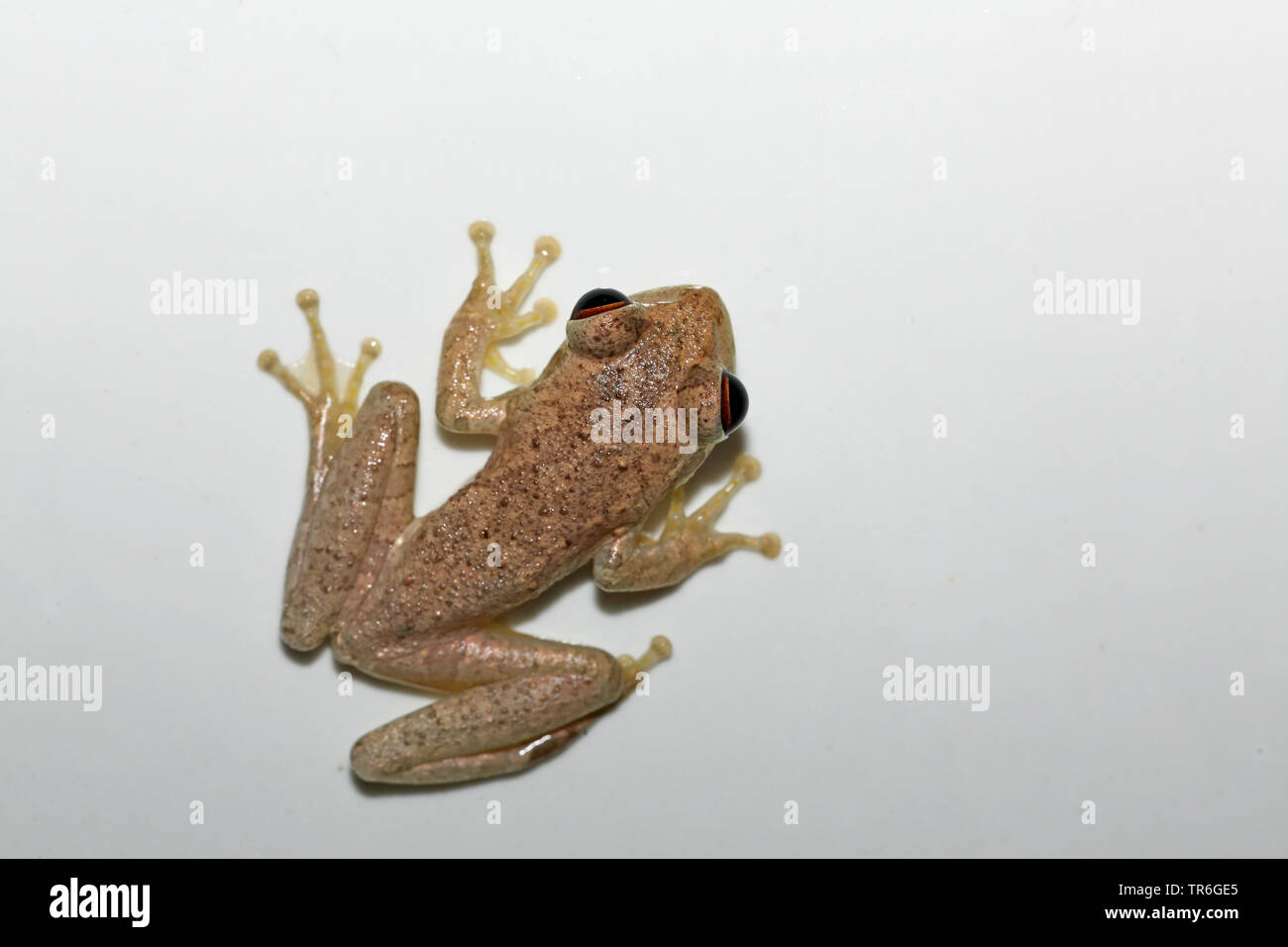 Rainette cubaine, la rainette de Cuba (Osteopilus septentrionalis, Hyla septentrionalis), vue du dessus, de Cuba, de Najasa Banque D'Images