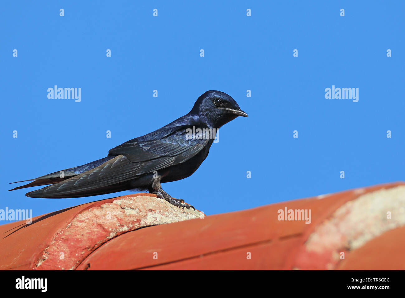 (Progne cryptoleuca cuban martin), homme assis sur un toit, de Cuba, de Casilda Banque D'Images