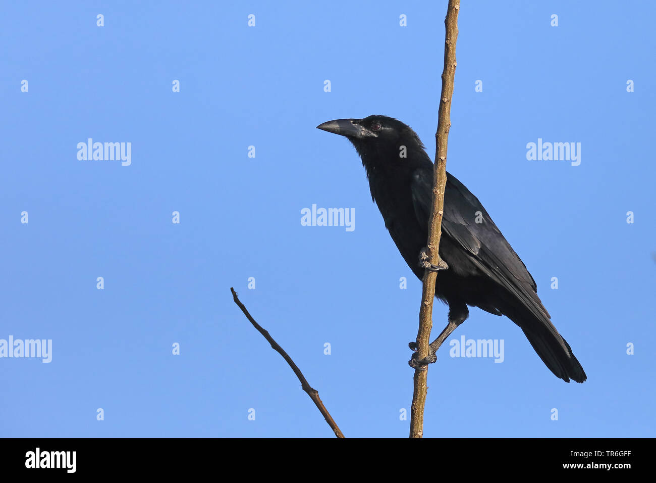 Palm-Crow cubain (Corvus minutus), assis dans une succursale, de Cuba, de Najasa Banque D'Images