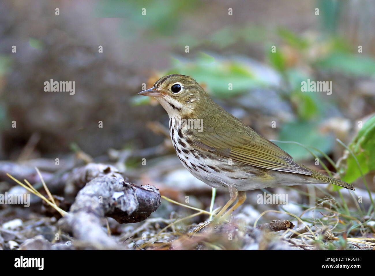 Paruline couronnée (Seiurus aurocapillus), assis sur le sol forestier, Cuba, Cayo Coco Banque D'Images