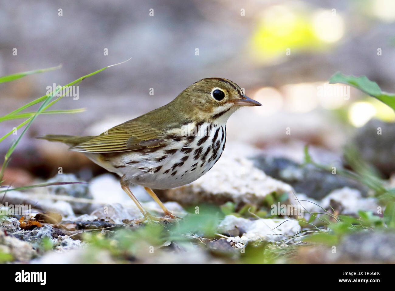 Paruline couronnée (Seiurus aurocapillus), assis sur le sol forestier, Cuba, Cayo Coco Banque D'Images