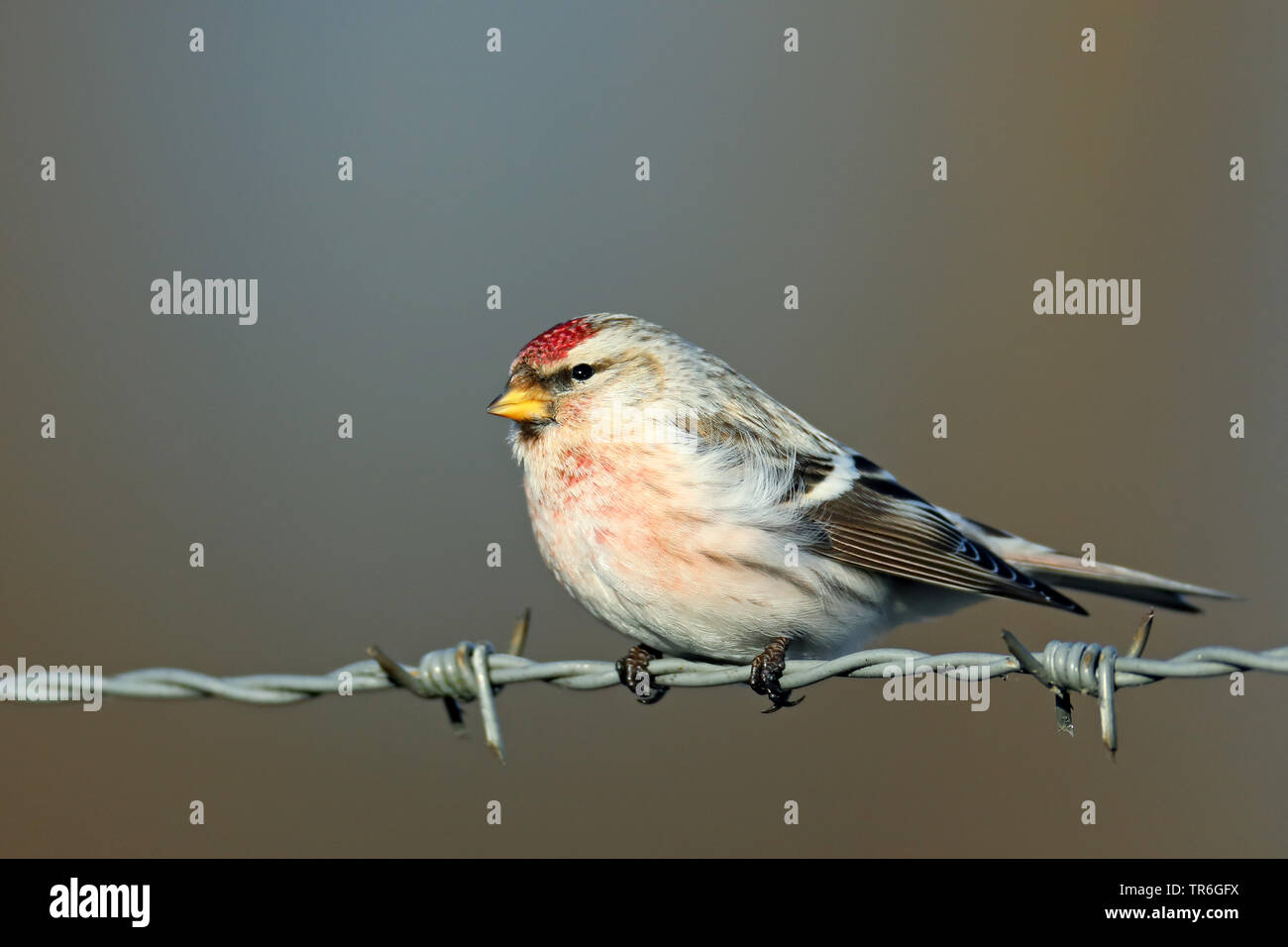 Sizerin blanchâtre de l'Arctique, le sizerin blanchâtre (Carduelis hornemanni), assis sur Barb Wire, Pays-Bas, Gueldre Banque D'Images