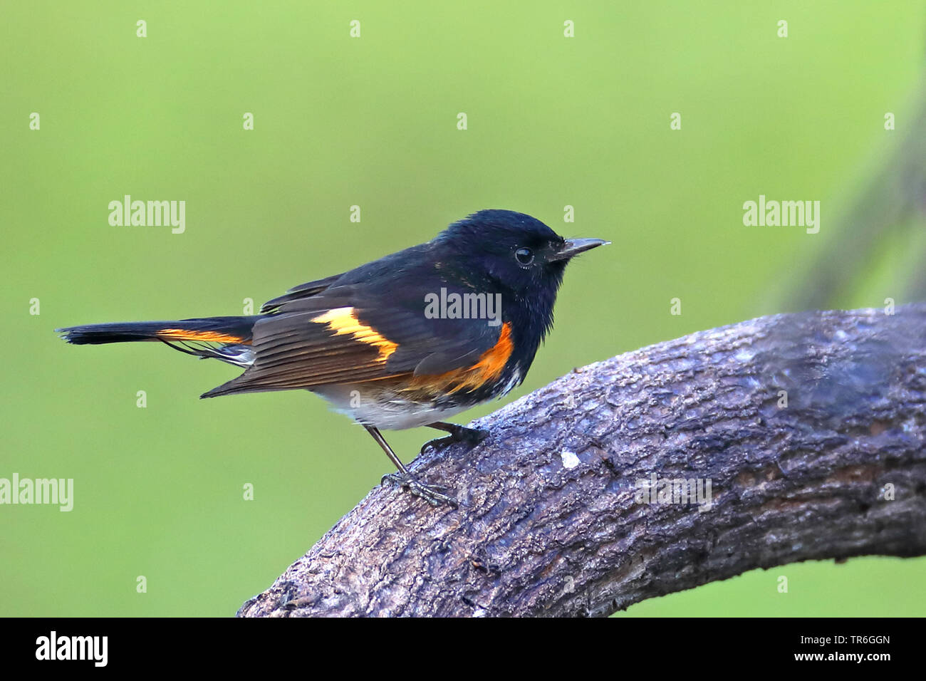 La paruline flamboyante (Setophaga ruticilla), homme d'une branche, Cuba, Zapata National Park Banque D'Images