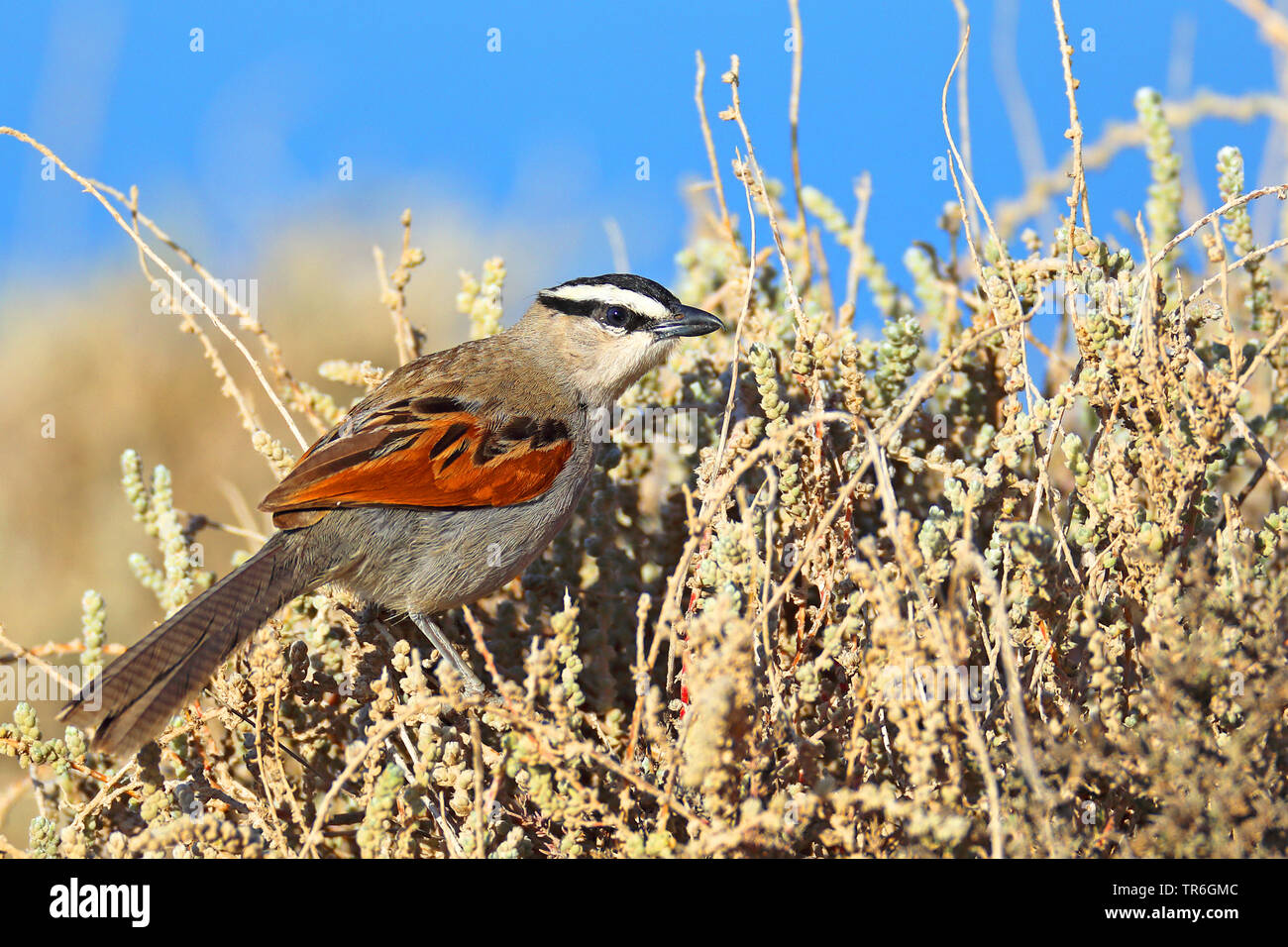 Tchagra à tête noire (Tchagra senegala), assis dans un buisson, Maroc, Tamri Banque D'Images