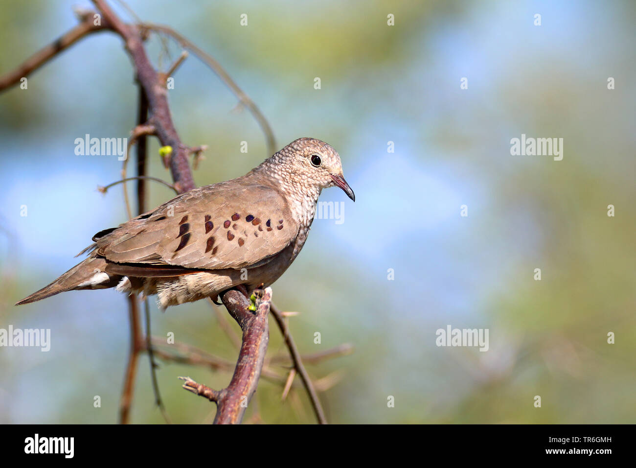 Un terrain d'dove (Columbina passerina), assis sur un buisson, Cuba, Casilda Banque D'Images