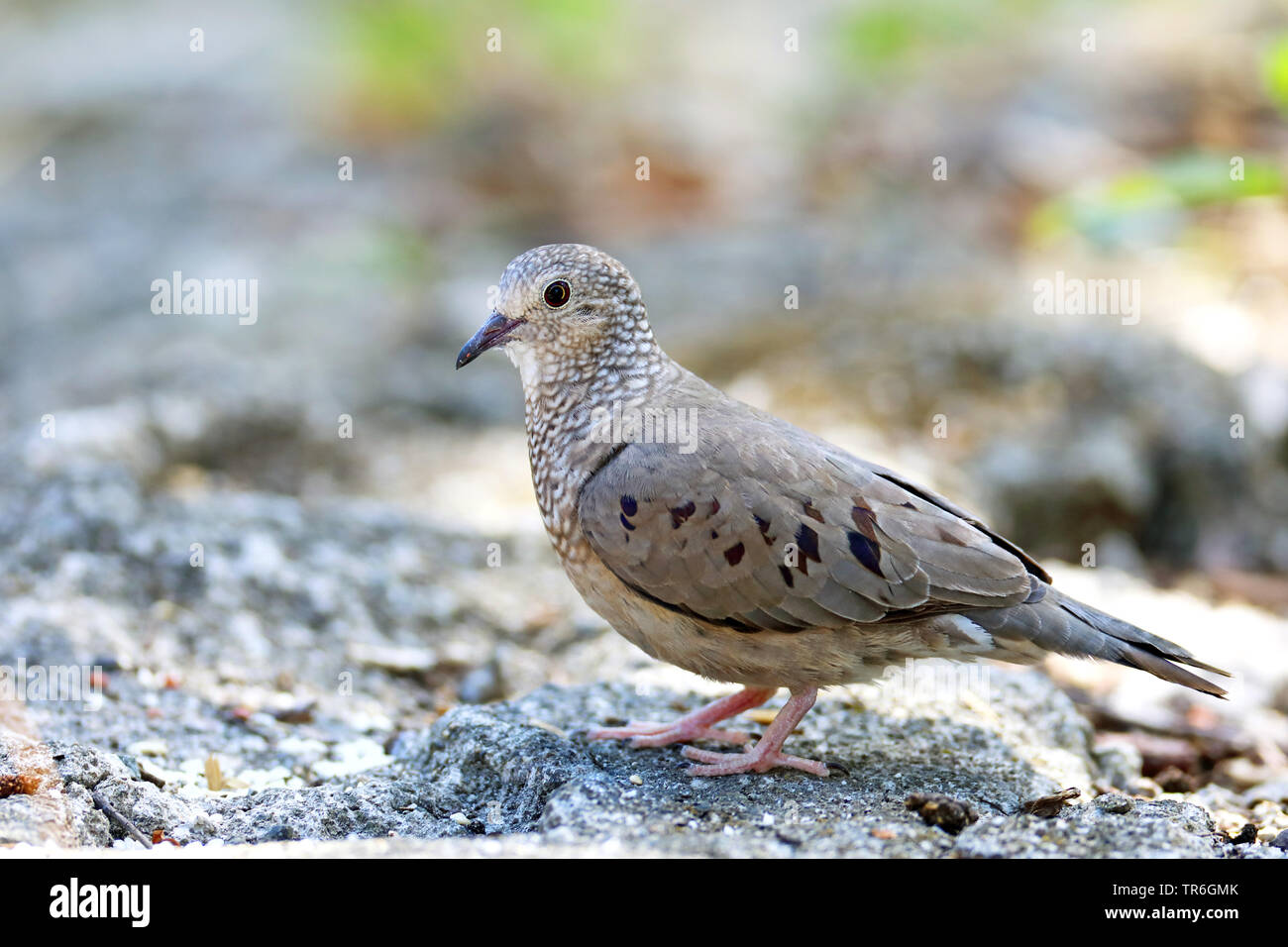 Un terrain d'dove (Columbina passerina), assis sur le sol, Cuba, Cayo Coco Banque D'Images