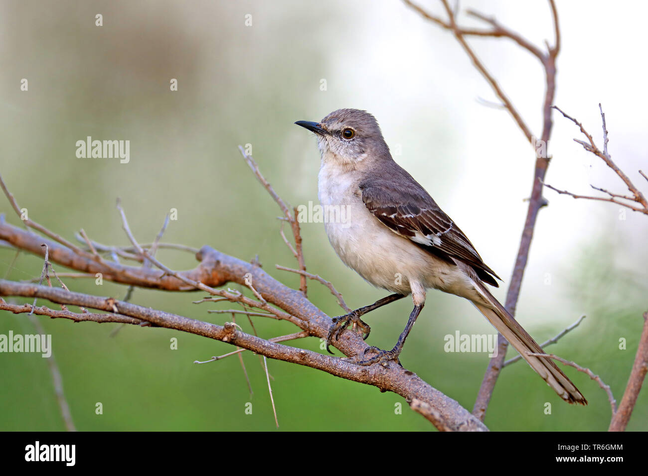 Moqueur polyglotte (Mimus polyglottos), assis sur une branche, de Cuba, de Casilda Banque D'Images