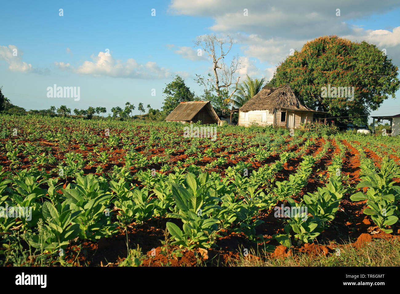 Tabac cultivé, tabac commun, le tabac (Nicotiana tabacum), champ de tabac, Cuba Banque D'Images