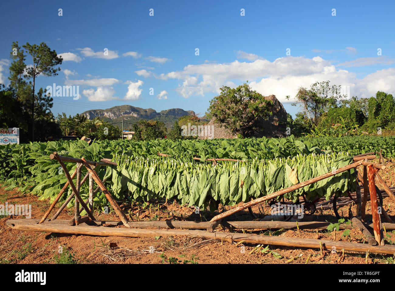 Tabac cultivé, tabac commun, le tabac (Nicotiana tabacum), séchage de feuilles à un champ de tabac, Cuba, Vinales Banque D'Images