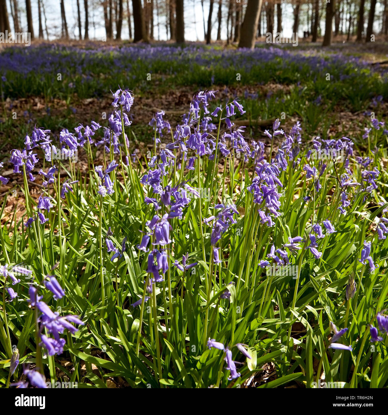 Bluebell atlantique (Hyacinthoides non-scripta, Endymion non-scriptus, Scilla non-scripta), forêt de la fleurs bleues en Hueckelhoven, Allemagne, Rhénanie du Nord-Westphalie, Hueckelhoven Banque D'Images