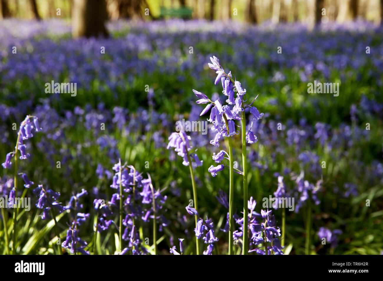 Bluebell atlantique (Hyacinthoides non-scripta, Endymion non-scriptus, Scilla non-scripta), forêt de la fleurs bleues en Hueckelhoven, Allemagne, Rhénanie du Nord-Westphalie, Hueckelhoven Banque D'Images