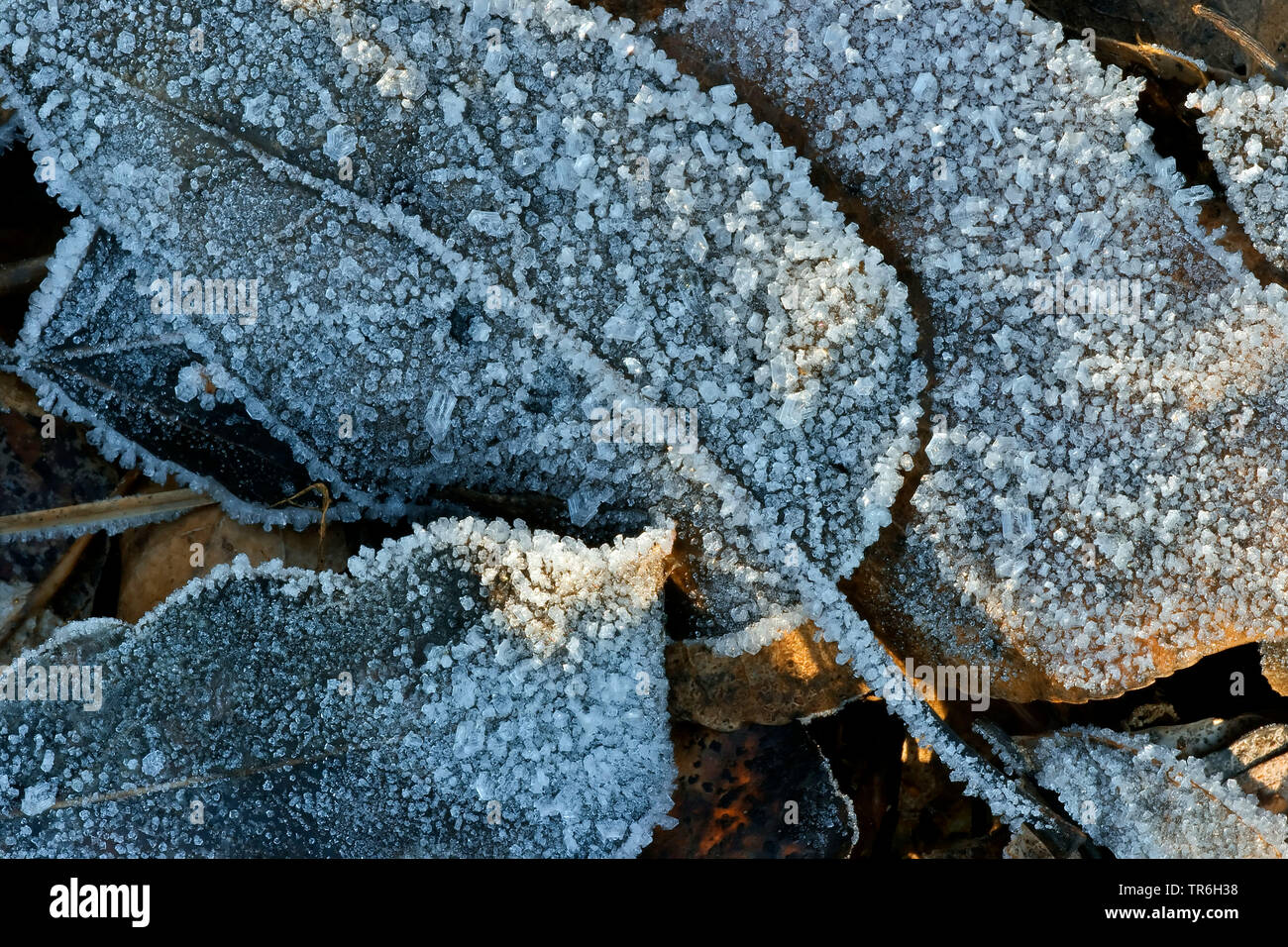 Les feuilles sur le sol gelé, en Allemagne, en Rhénanie du Nord-Westphalie, région du Bergisches Land Banque D'Images