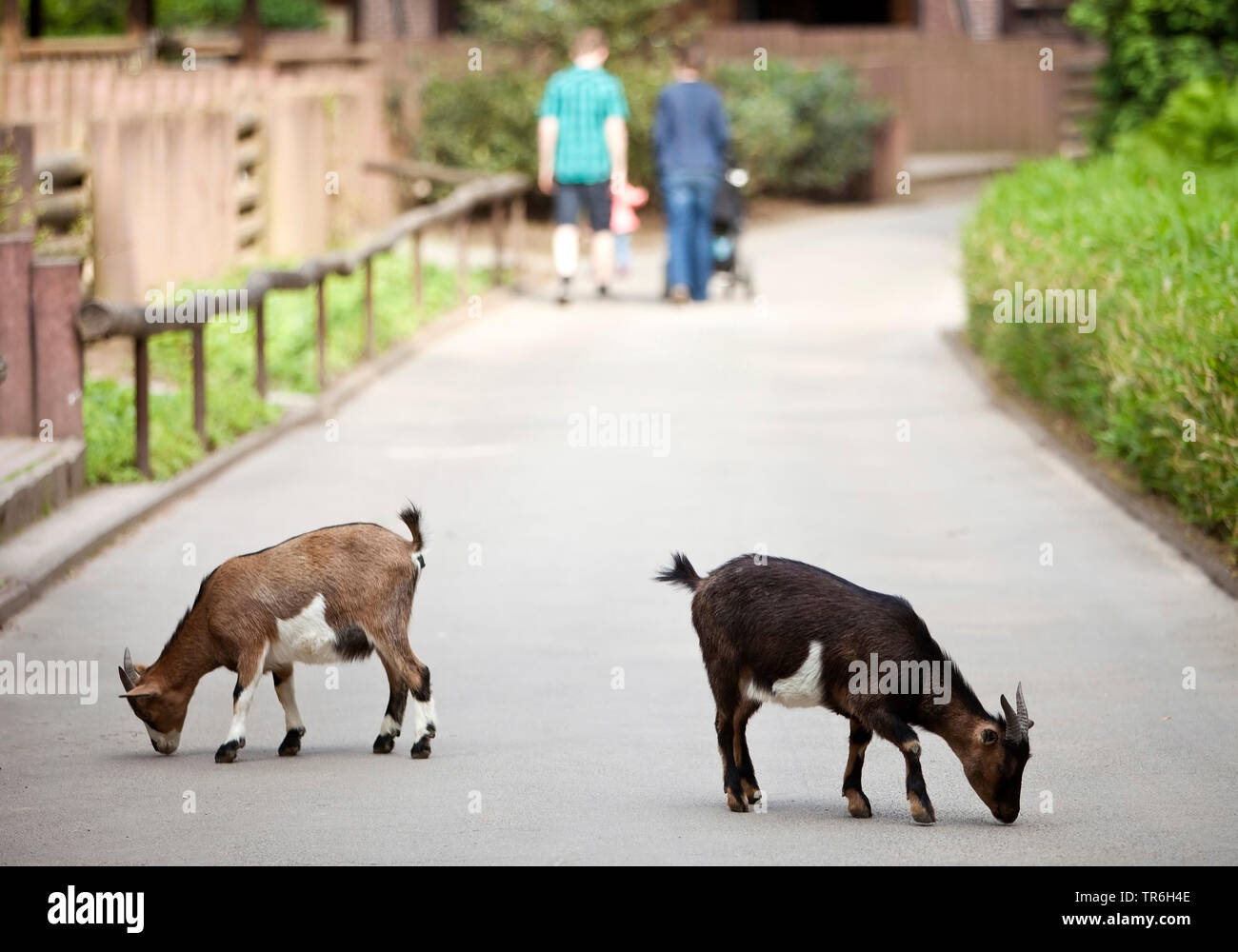 La chèvre domestique (Capra hircus, Capra aegagrus f. hircus), les chèvres dans un zoo à la recherche de nourriture sur un chemin, en Allemagne, en Rhénanie du Nord-Westphalie, Ruhr, Dortmund Banque D'Images