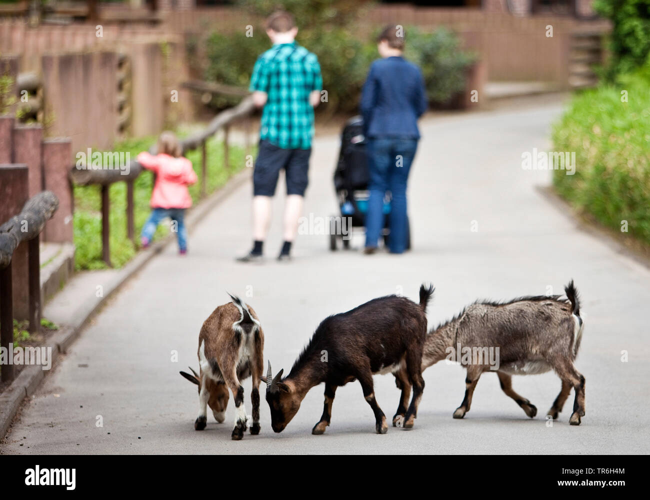 La chèvre domestique (Capra hircus, Capra aegagrus f. hircus), les chèvres dans un zoo à la recherche de nourriture sur un chemin, en Allemagne, en Rhénanie du Nord-Westphalie, Ruhr, Dortmund Banque D'Images