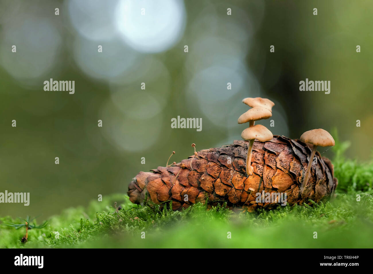 Sprucecone (Strobilurus esculentus), funghus sur un cône de l'épinette, l'Allemagne, en Rhénanie du Nord-Westphalie, région du Bergisches Land Banque D'Images