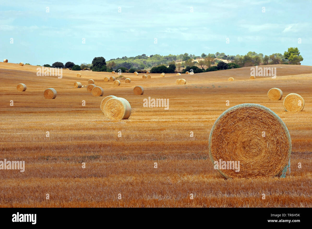 Sur un strawballs stubblefield, Espagne, Îles Baléares, Majorque Banque D'Images