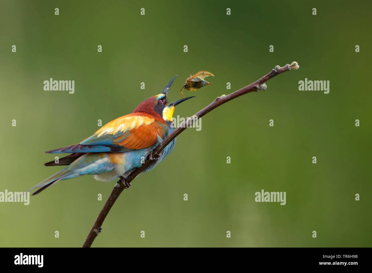 Eater Guêpier d'Europe (Merops apiaster), assis sur une branche et de la capture d'un maybeetle, le dernier vol d'un maybeetle, Allemagne, Bade-Wurtemberg, Kaiserstuhl Banque D'Images