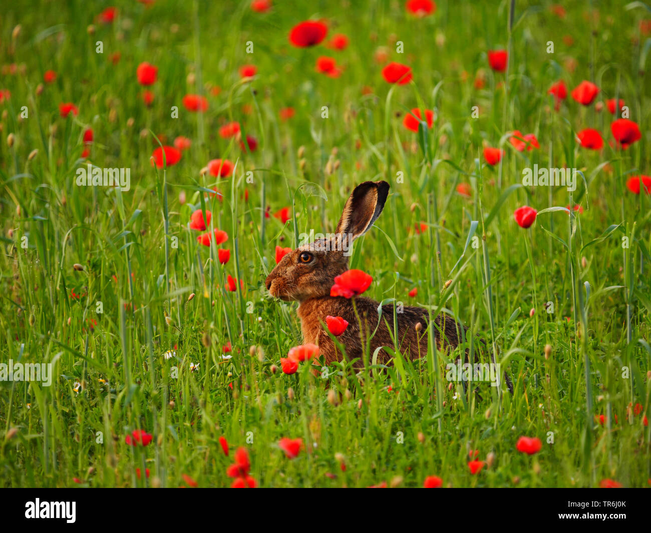 Lièvre européen, lièvre Brun (Lepus europaeus), dans un champ de pavot, l'Autriche, Burgenland, le parc national de Neusiedler See Banque D'Images