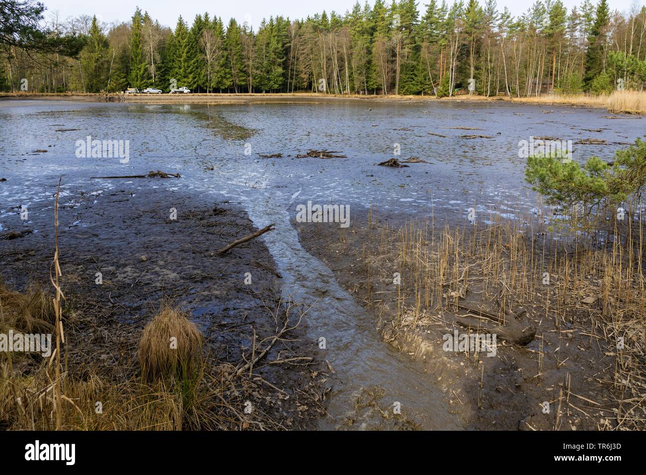 Carpe miroir, la carpe (Cyprinus carpio), égouttés étang de pêche, de l'Allemagne, la Bavière Banque D'Images Carpe miroir, la carpe (Cyprinus carpio), égouttés étang de pêche, de l'Allemagne, la Bavière Banque D'Images