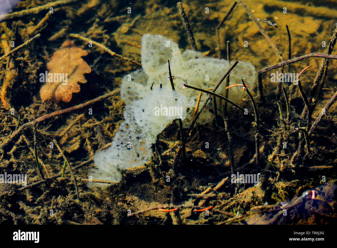 La perche, sandre européen, Redfin perchaude (Perca fluviatilis), sur le terrain de l'eau, de l'Allemagne, la Bavière Banque D'Images