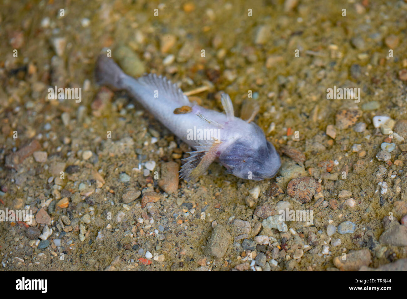 Miller's Thumb, chabot (Cottus gobio), mort massive des poissons sur le fumier de passage dans un ruisseau, l'Allemagne, la Bavière Banque D'Images