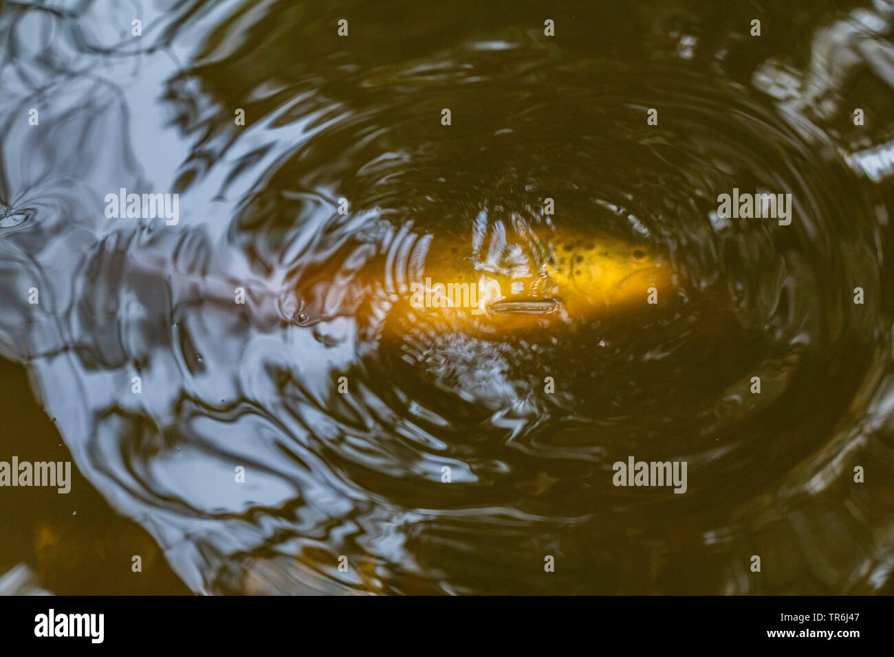 La truite brune, la truite de rivière, l'omble de fontaine (Salmo trutta fario), Wilf morts sous forme de fontaine après une décharge de fertilser, Germany Banque D'Images