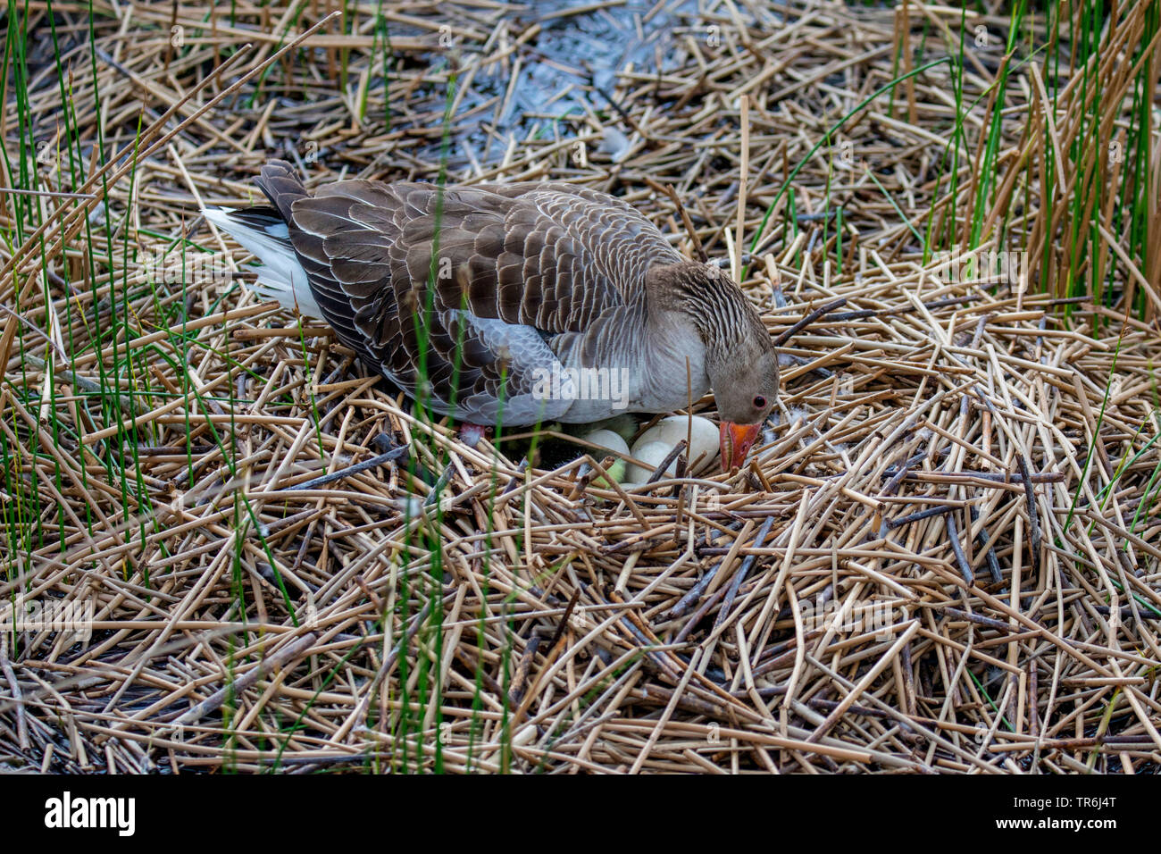 Oie cendrée (Anser anser), dans le nid avec des oeufs et juste éclos gosling, Germany Banque D'Images